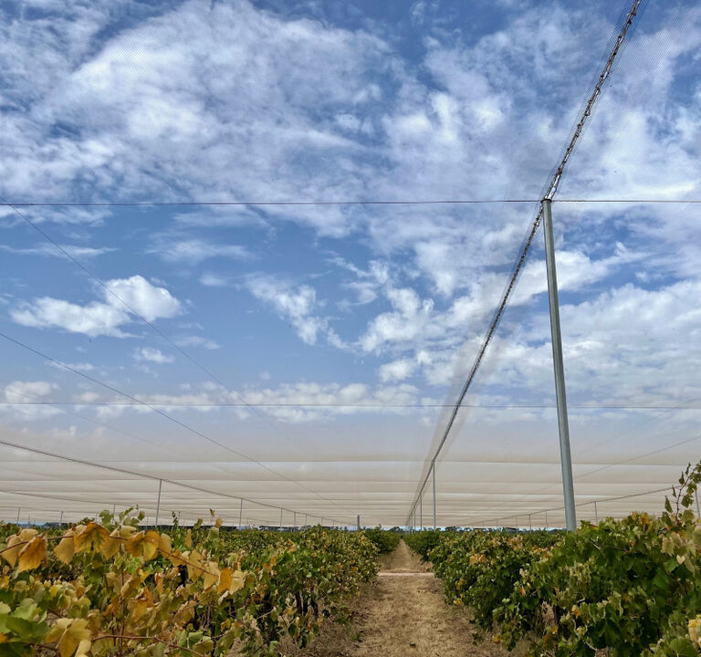 Penfolds Netting Canopy at Koonunga Hill