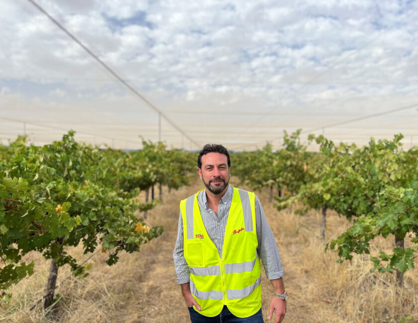 Penfolds Employee at vineyard with new netted canopy 