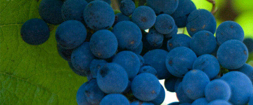 Penfolds Cabernet Shiraz Grapes