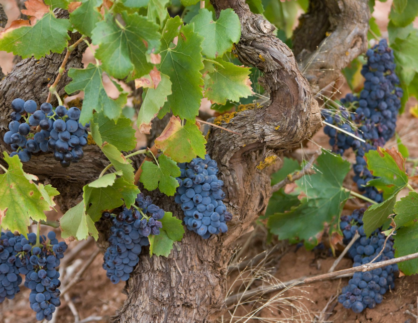 Penfolds grapes